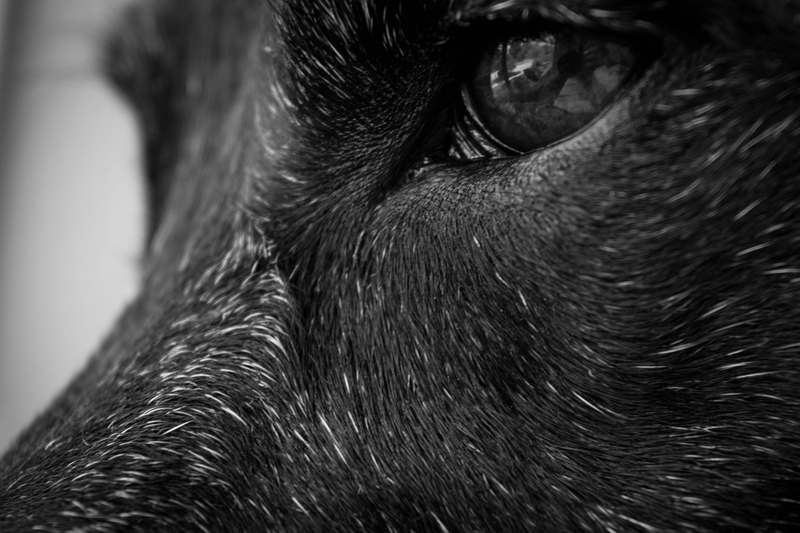 Illustration for article titled Photo Mission Gallery: Black and White